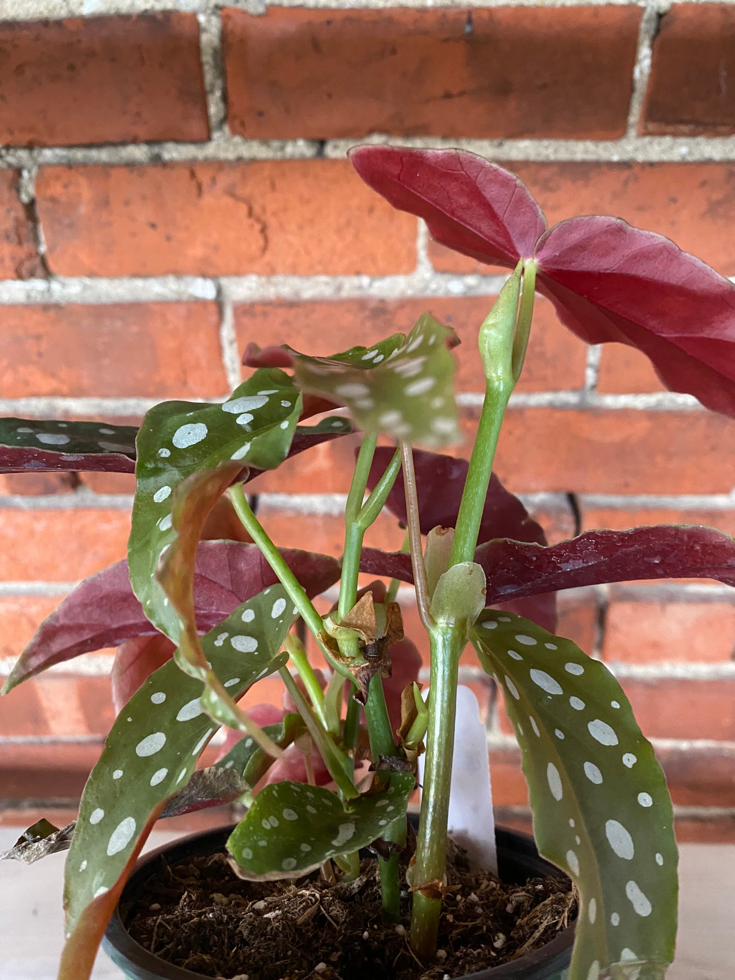 Begonia maculata 'Polka dot Begonia'