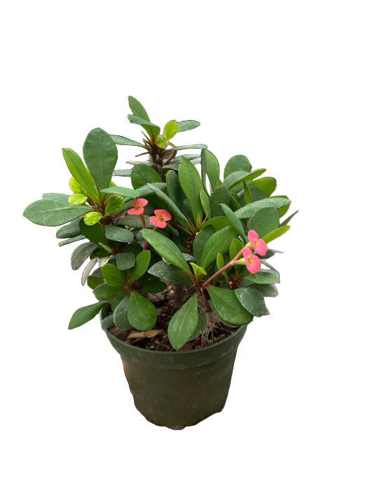 Euphorbia milii 'Crown of thorns'