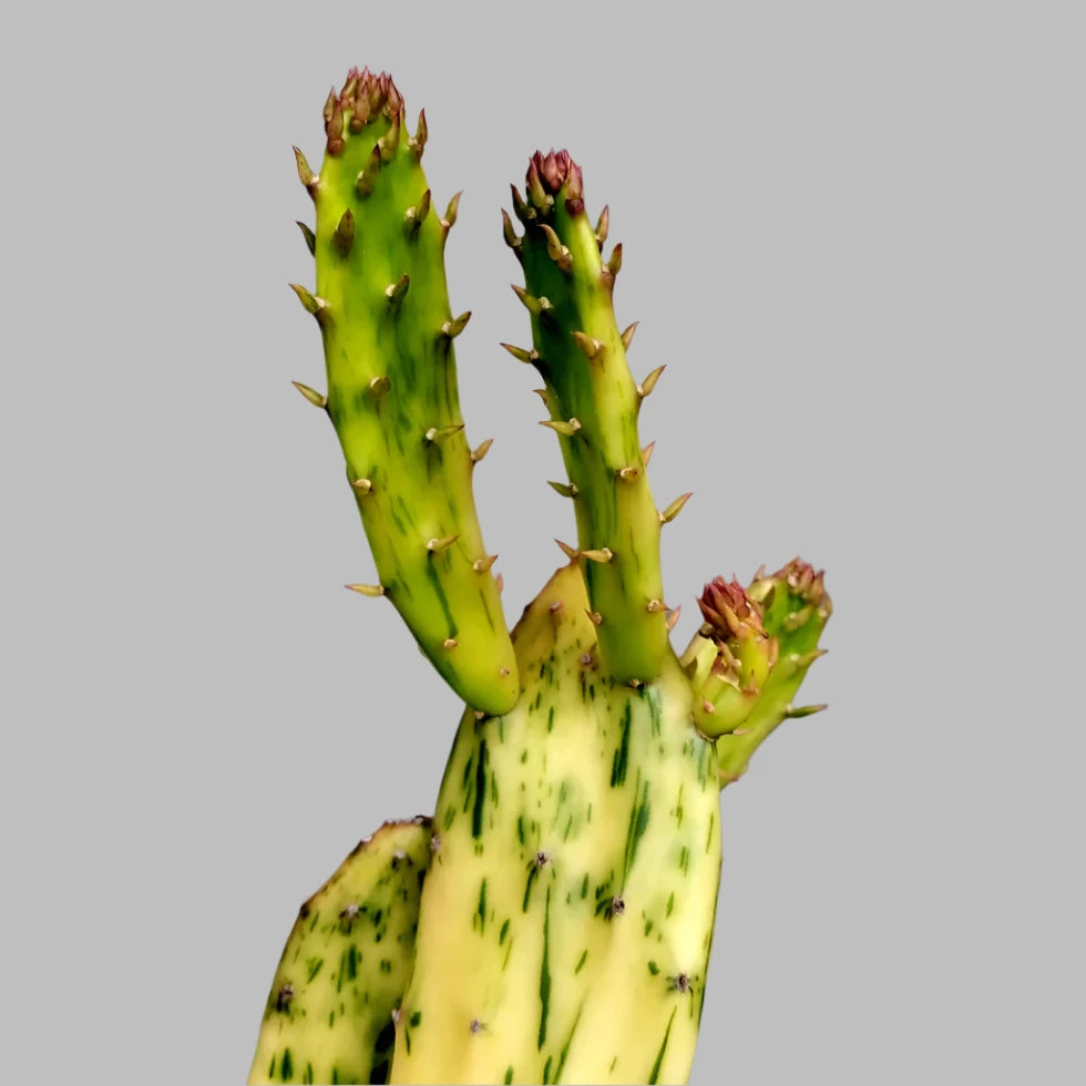 Opuntia 'Sunburst'