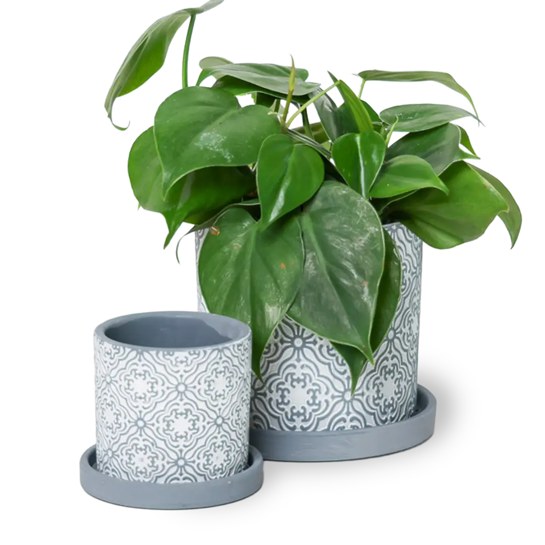Big Balter Pot & Saucer