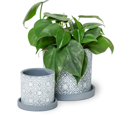 Big Balter Pot & Saucer