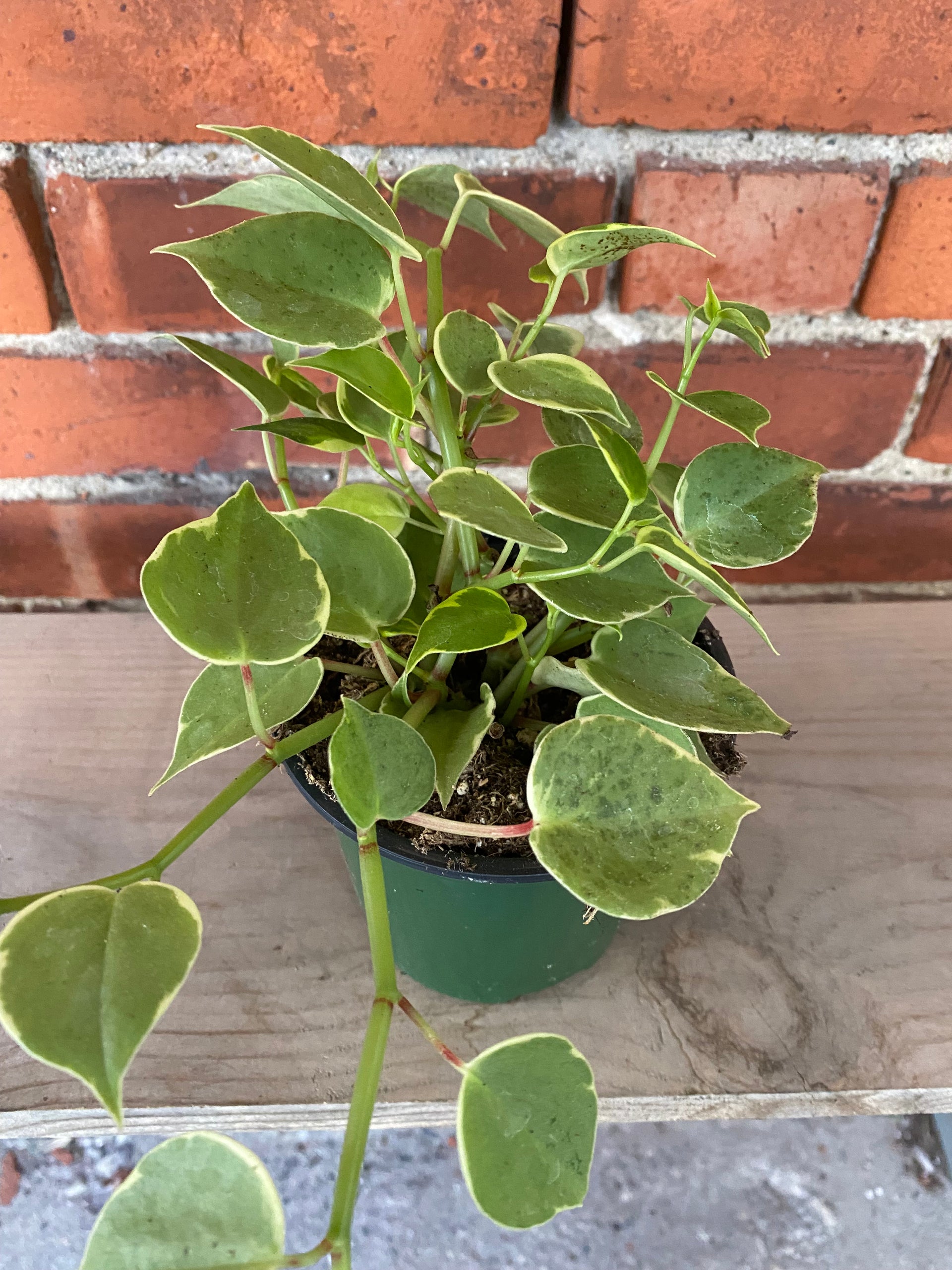 philodendron cupid Variegated Cupid Peperomia - Peperomia scandens variegata