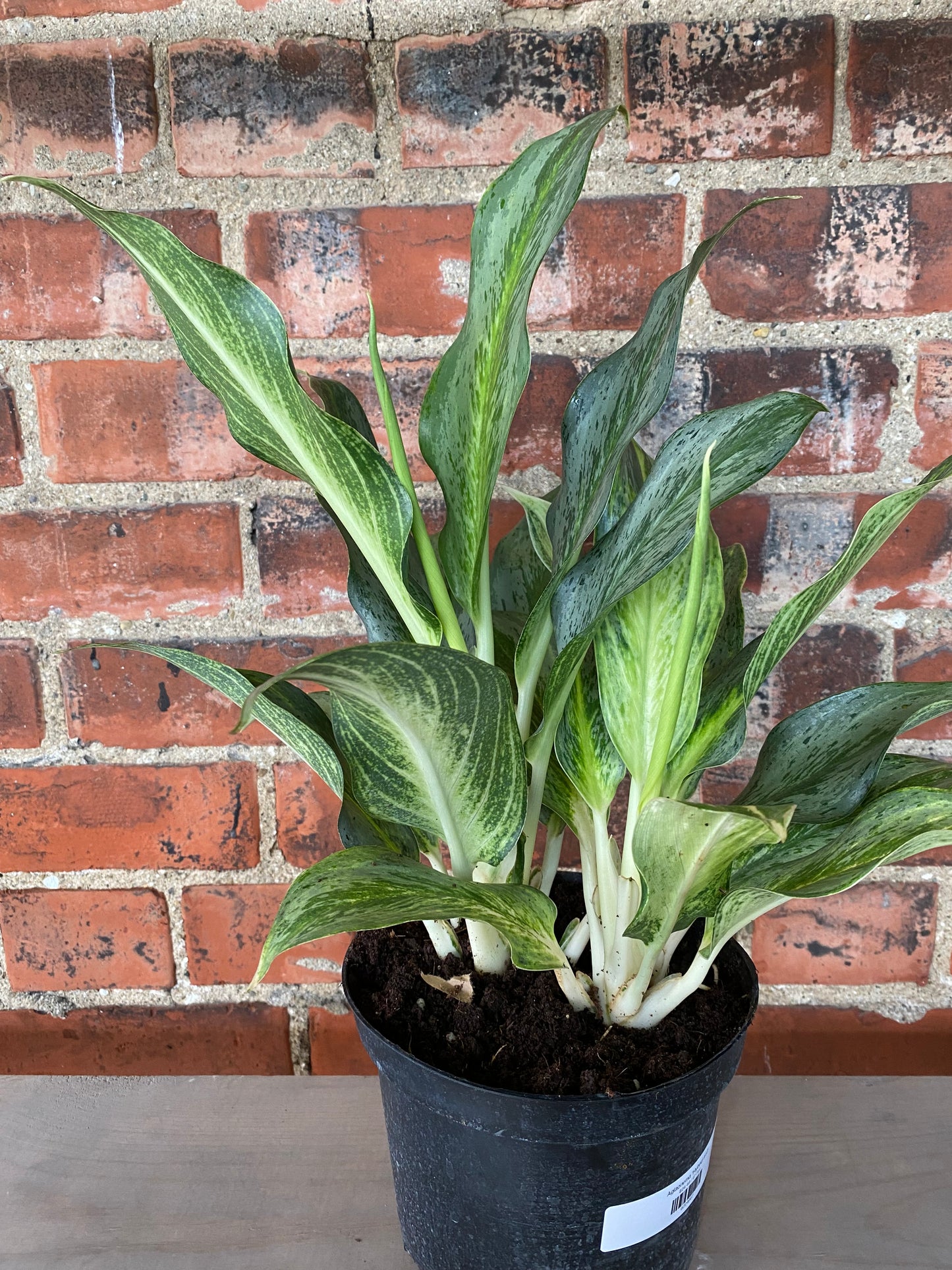 Aglaonema 'Hybrid #10'