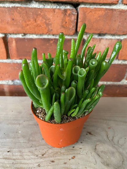 Crassula Ovata ‘Gollum Jade’
