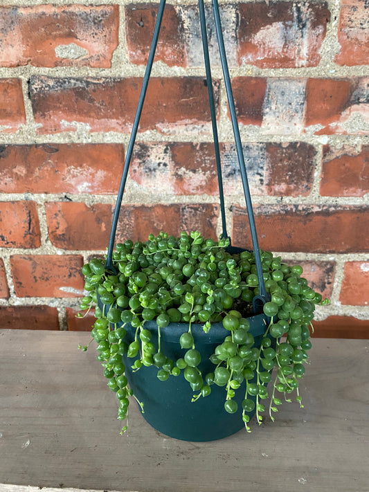 Senecio Rowleyanus 'String of Pearls'