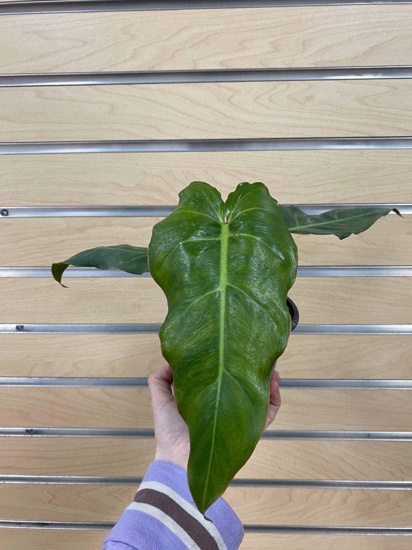 Philodendron 'Maximum' - 4.5" Pot