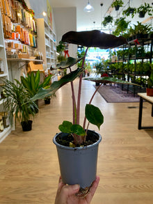 Alocasia 'Pink Princess'