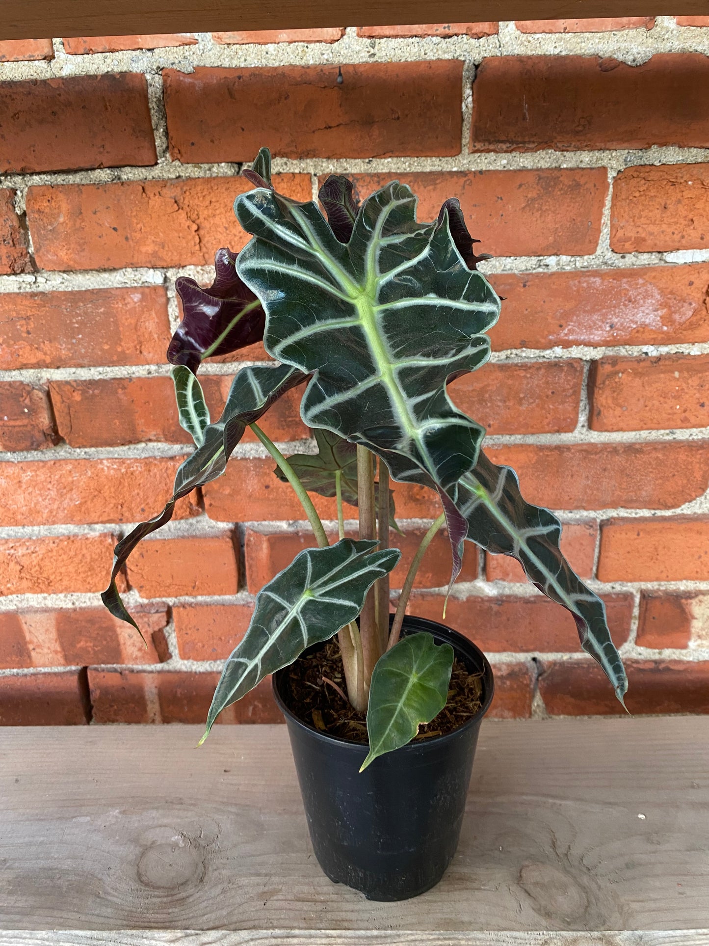 Alocasia Polly 'African Mask Plant'