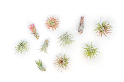 air plant species list Tillandsia 'Air Plants Mixed Varieties' – Snakeroot Botanicals