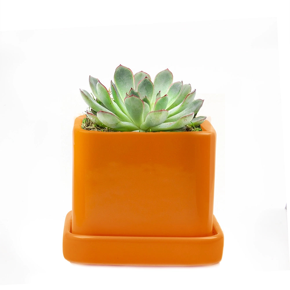 Svek Cube and Saucer