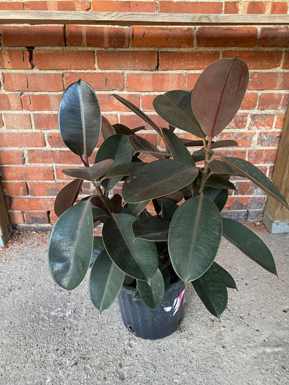 ficus elastica burgundy rubber tree Ficus Elastica Burgundy Standard 10 Inch Pot