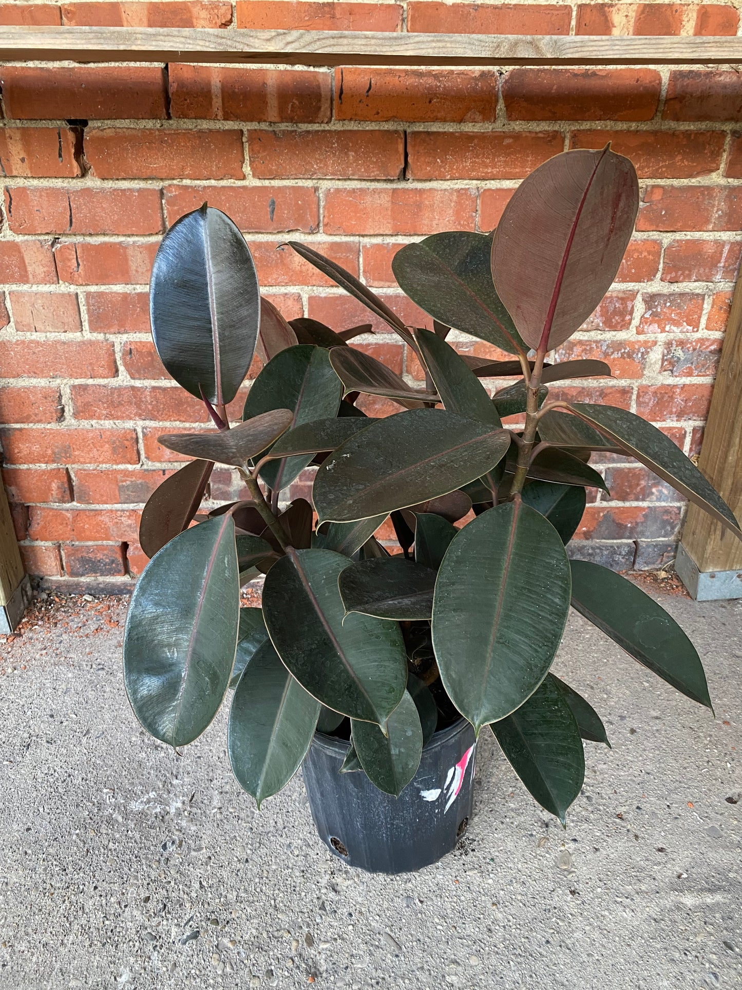 Ficus Elastica 'Rubber Plant'