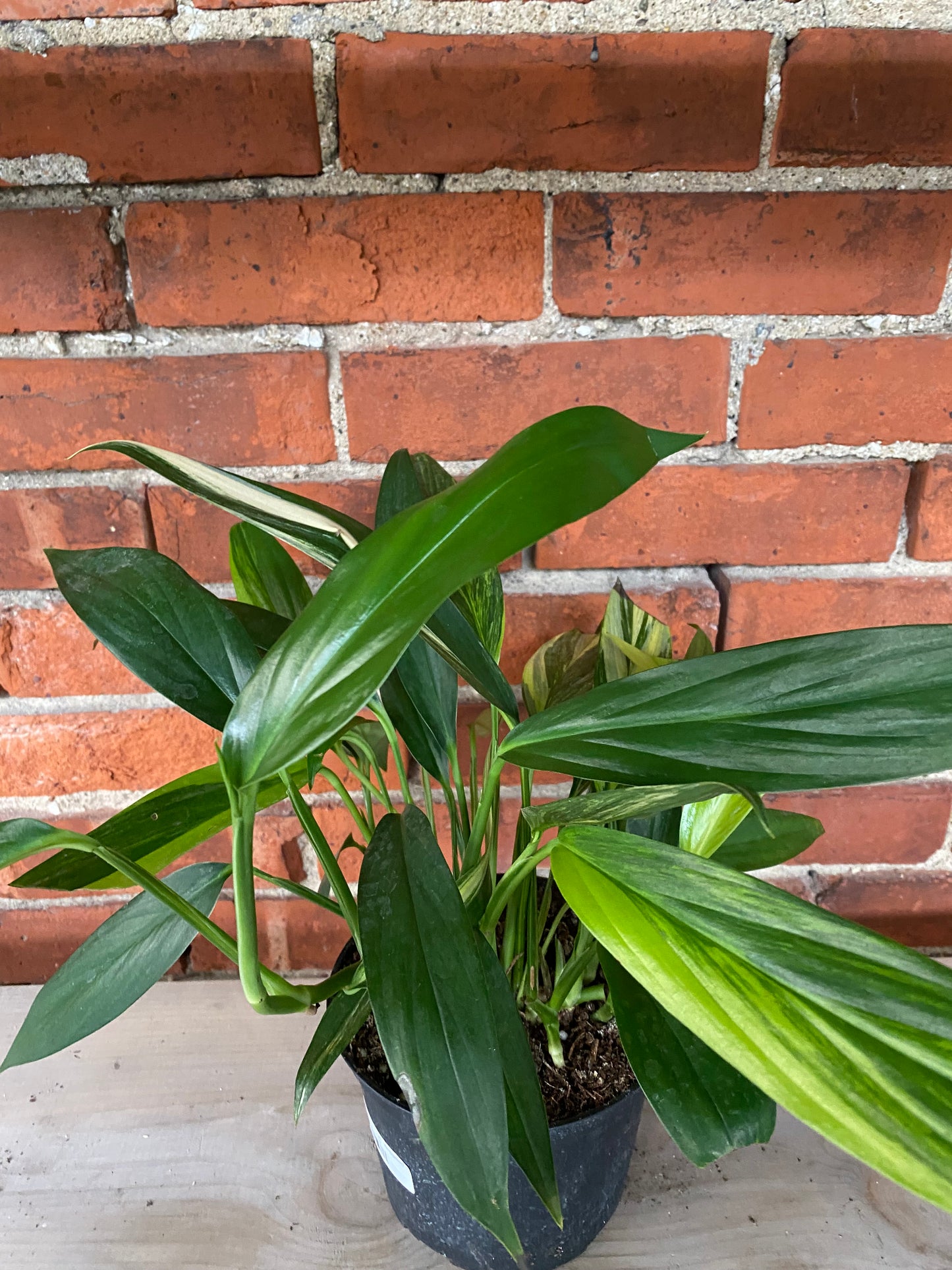 Epipremnum amplissimum 'Variegated' - 6" Pot