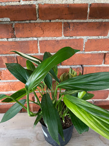 Epipremnum amplissimum 'Variegated' - 6" Pot