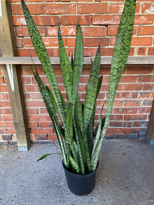 Sansevieria Zeylanica 'Snake Plant'