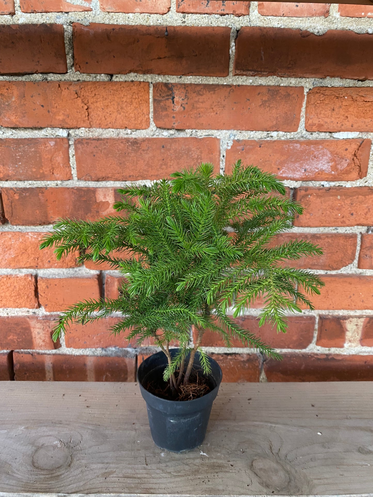 Araucaria Heterophylla 'Norfolk Island Pine'
