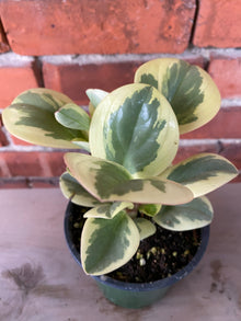 Peperomia obtusifolia 'Obtipan Bicolor' - 4" Pot