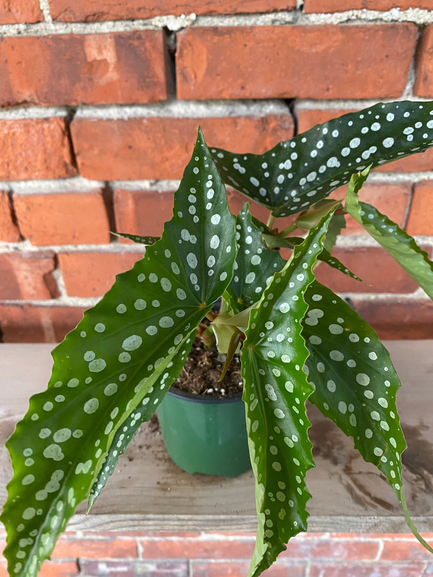 Begonia Coccinea 'Special Angel'