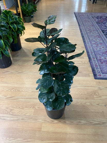 Aralia 'Fabian Stump'
