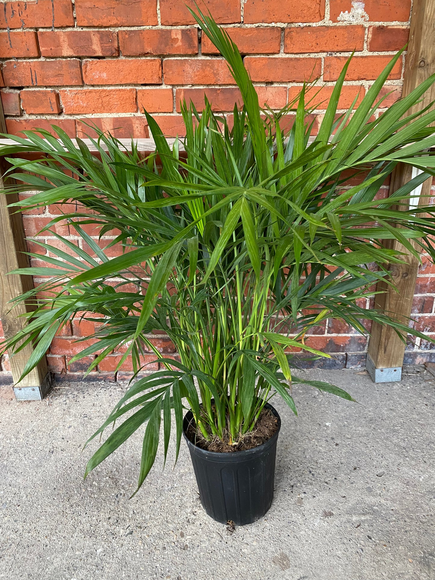 Chamaedorea cataractarum 'Cat Palm'