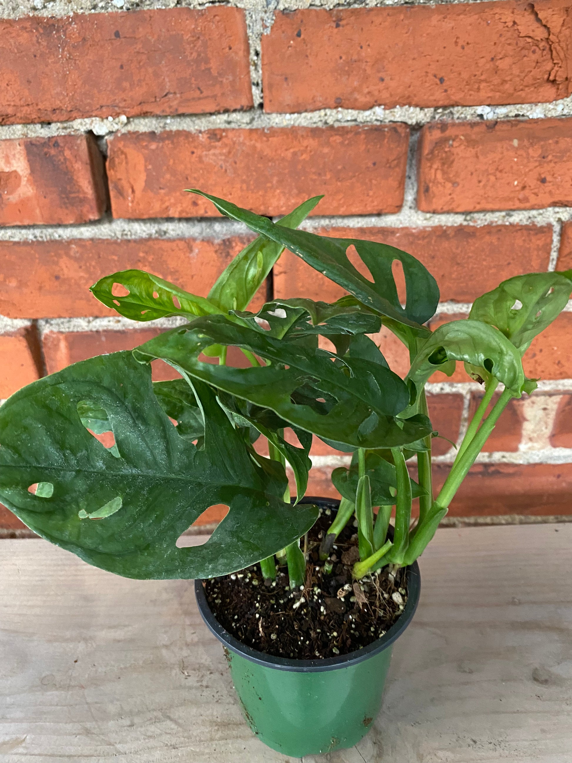 monstera adansonii north window Monstera adansonii 'Swiss Cheese' – Snakeroot Botanicals