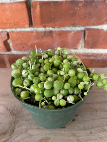 Senecio rowleyanus ‘String of Pearls Variegated’