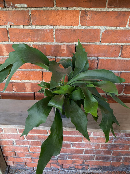 Platycerium Bifurcatum 'Staghorn Fern'