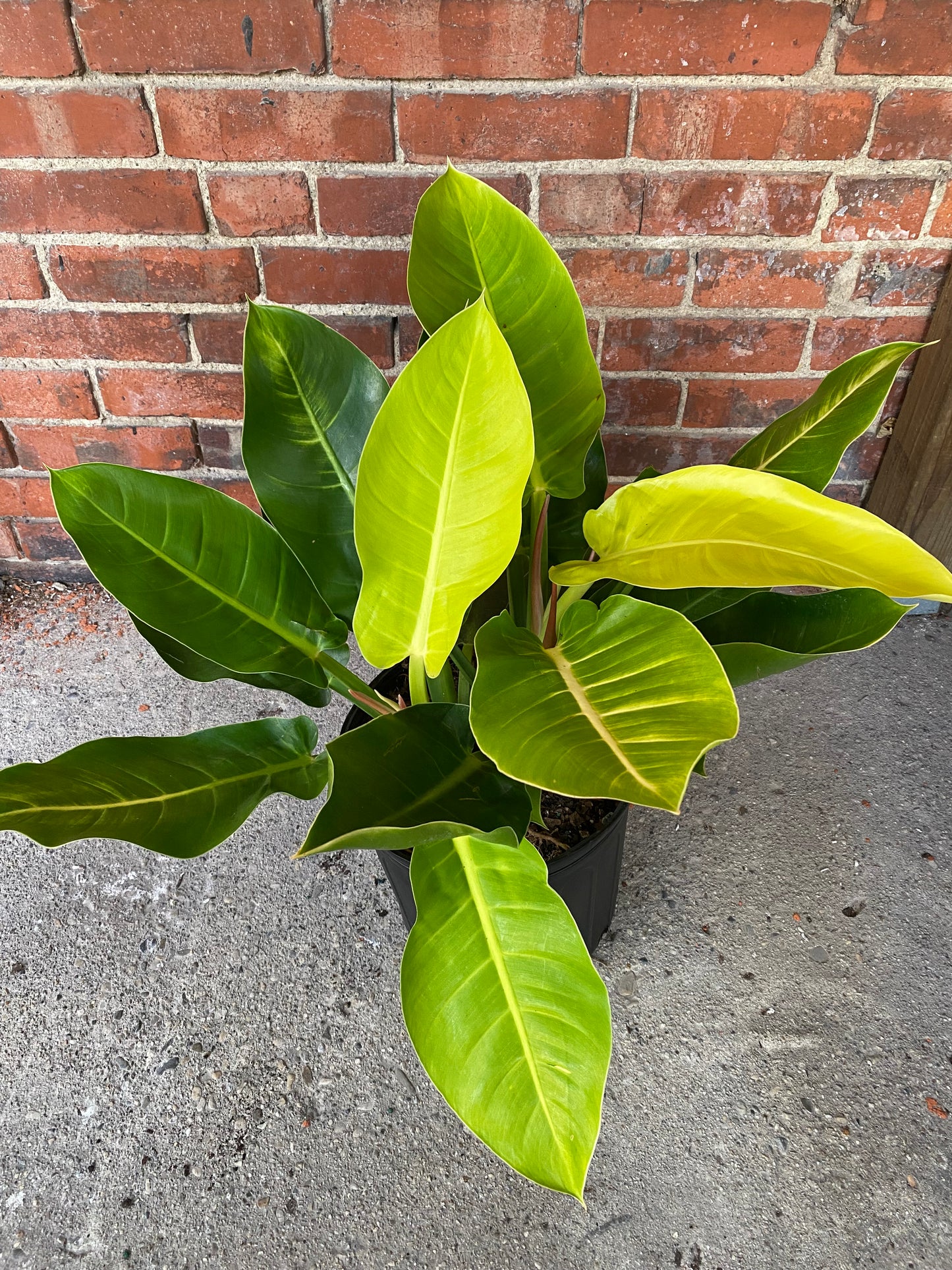 Philodendron 'Moonlight'