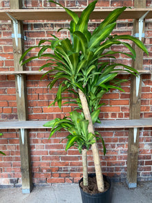 Dracaena Fragrans "Massangeana"