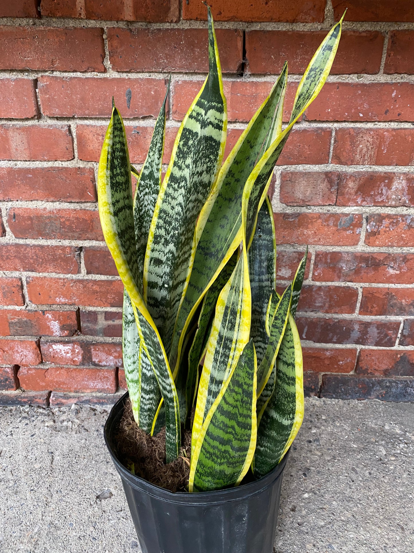 Sansevieria laurentii 'Snake Plant'