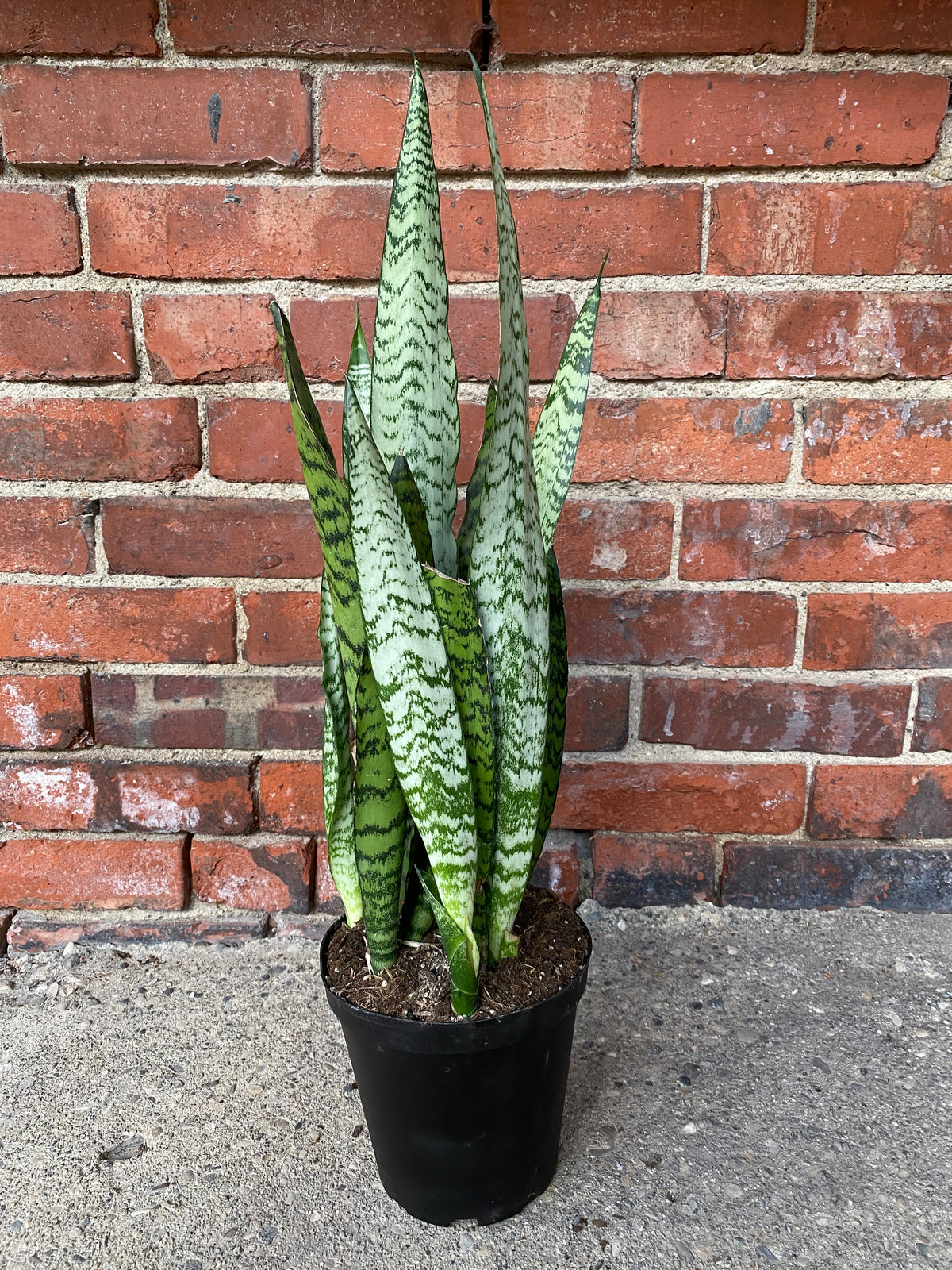 Sansevieria zeylanica 'Snake Plant'