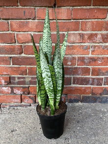 Sansevieria zeylanica 'Snake Plant'