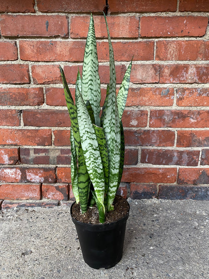 Sansevieria zeylanica 'Snake Plant'