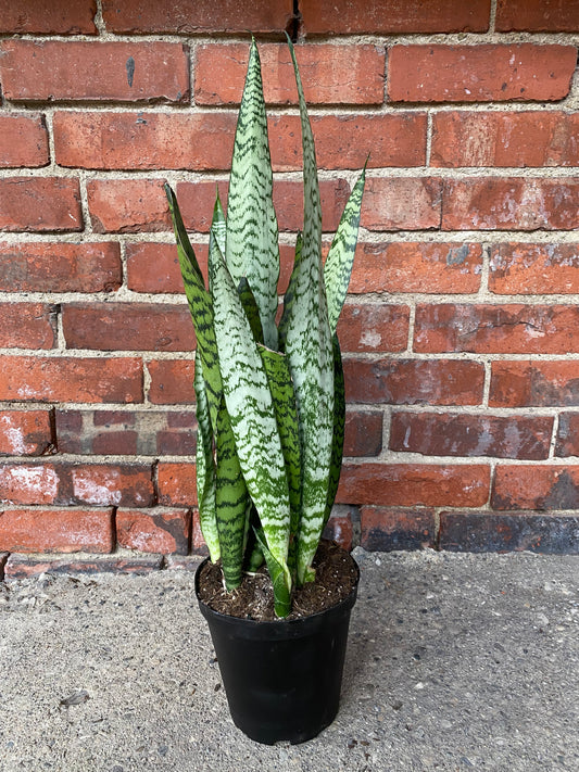 Sansevieria zeylanica 'Snake Plant'