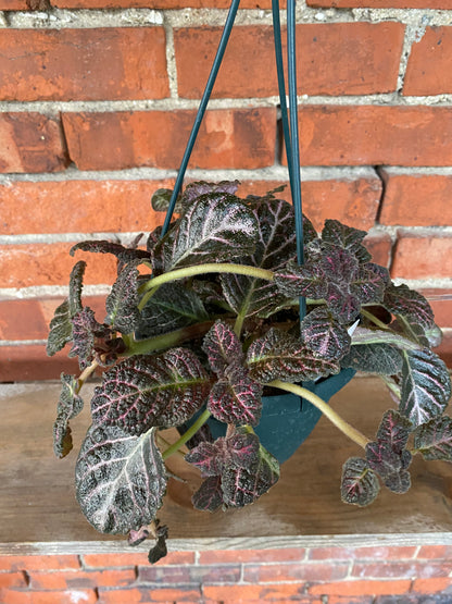 Episcia 'Flame Violet Copper' - 6" Hanging Basket
