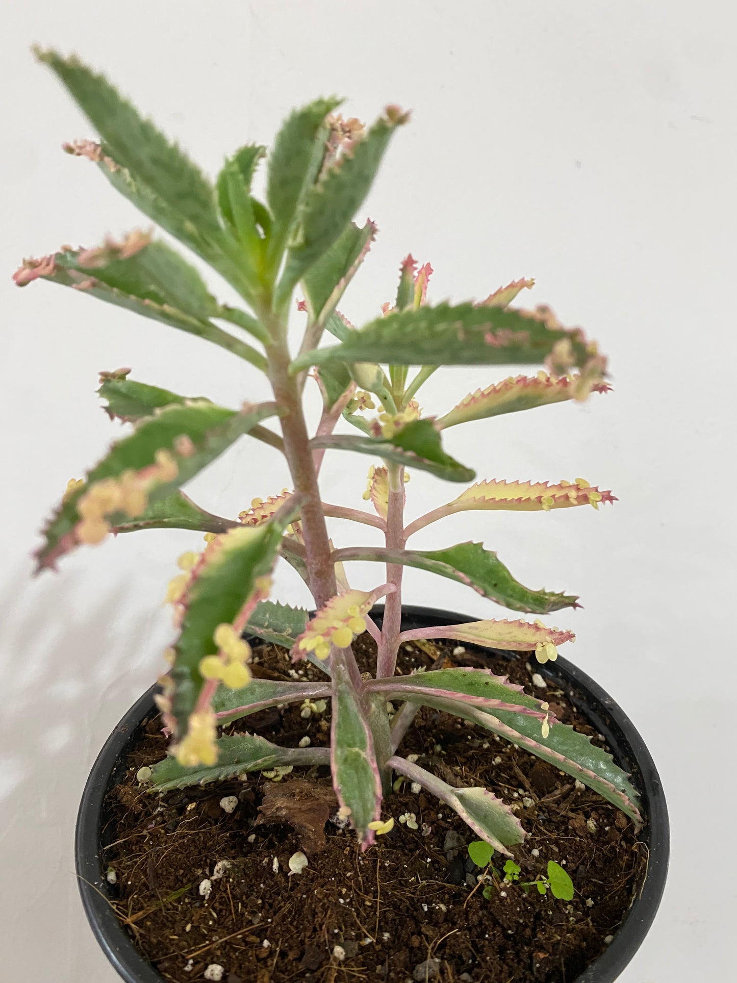 Kalanchoe 'Pink Butterfly'