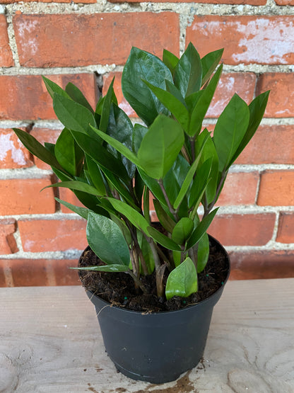 Zamioculcas Zamiifolia 'ZZ Plant'