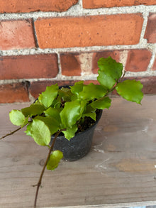 Hoya endauensis