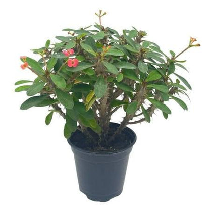 Euphorbia milii 'Crown of thorns'