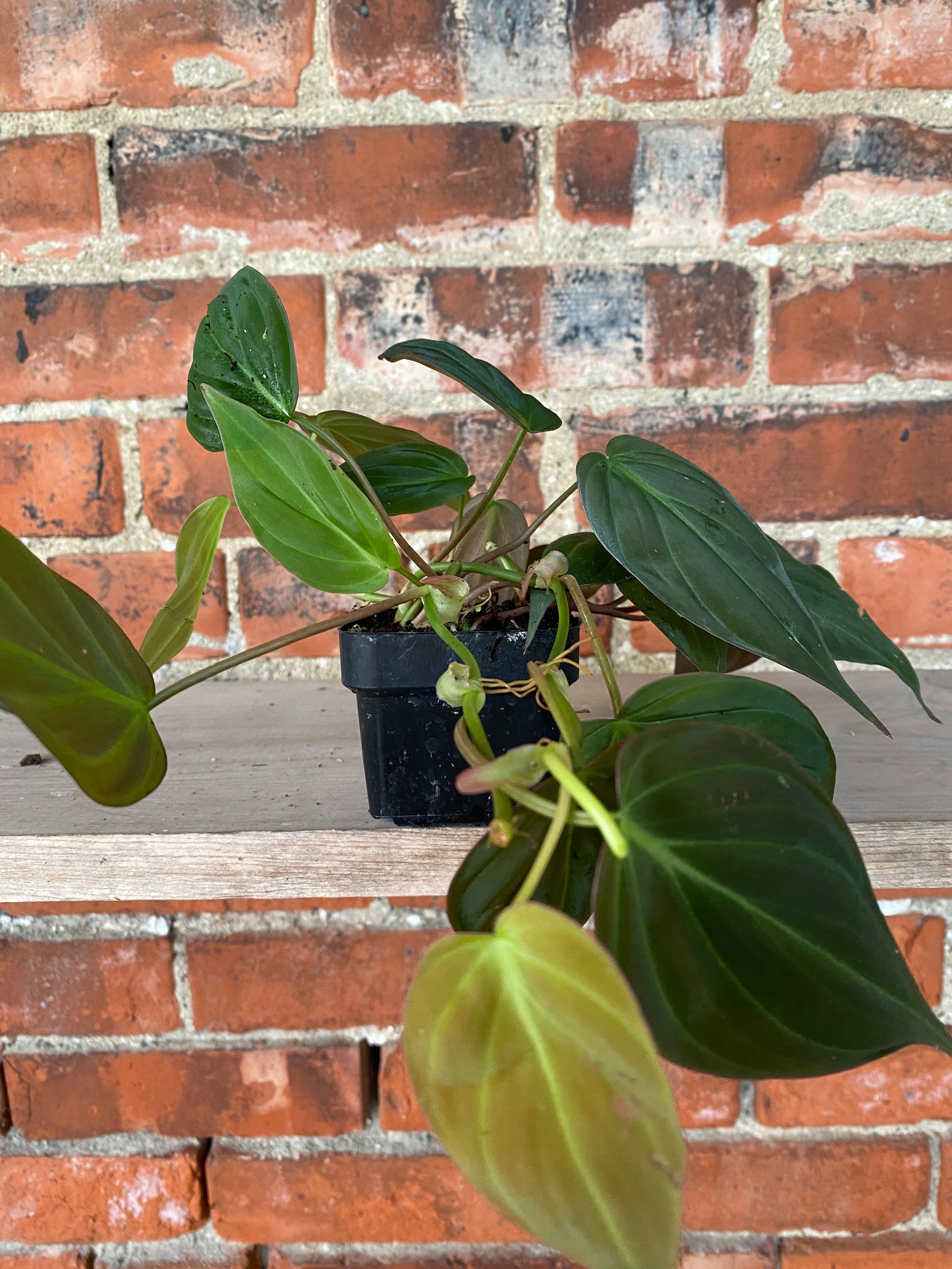 philodendron micans plant Philodendron 'Micans' – Snakeroot Botanicals