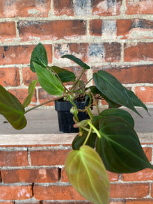 Philodendron 'Micans'