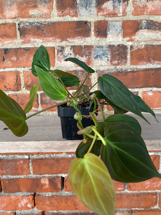 Philodendron 'Micans'
