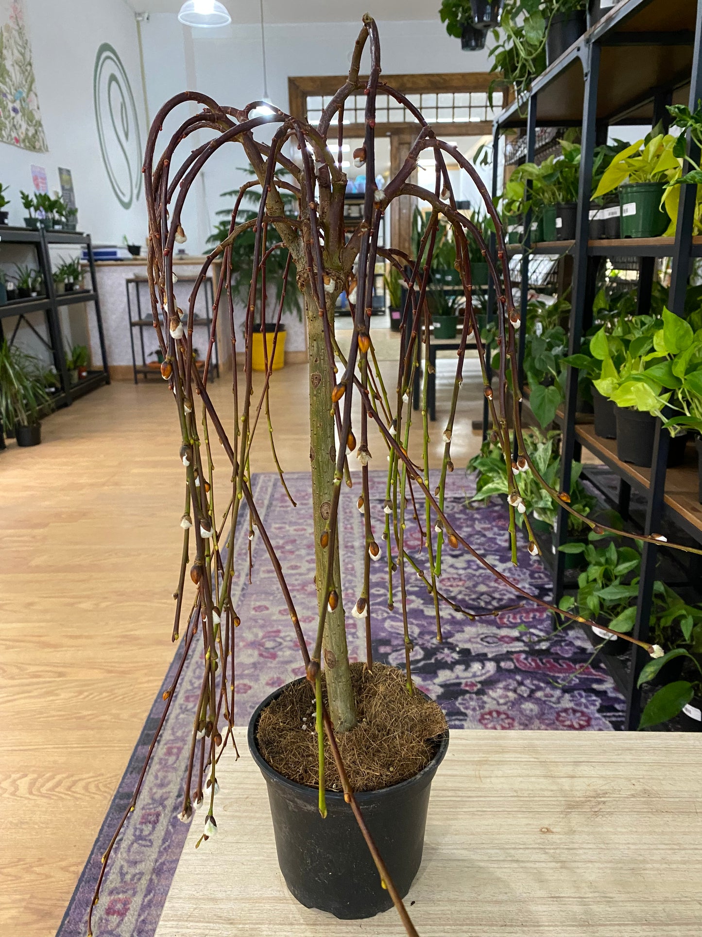 Salix caprea 'Pussy Willow' - 6" Pot