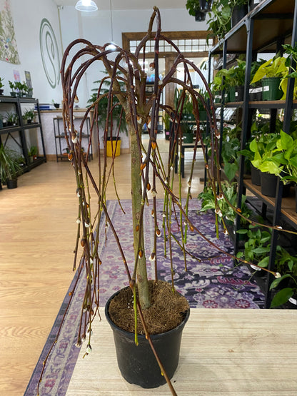 Salix caprea 'Pussy Willow' - 6" Pot