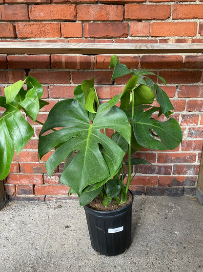 Monstera deliciosa 'Split Leaf'