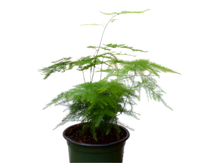 Asparagus setaceus 'Plumosa Fern'