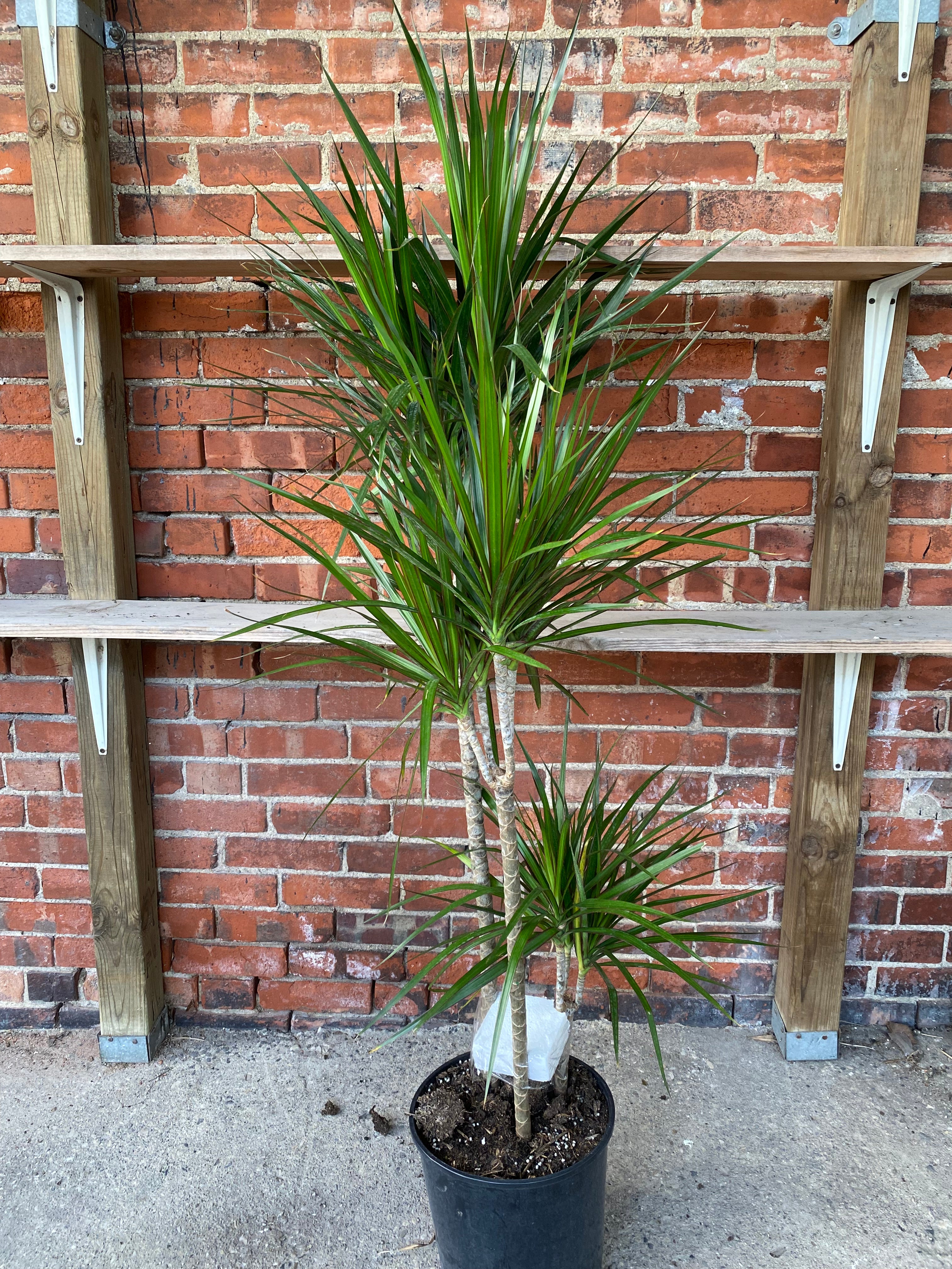Dracaena marginata 'Green' – Snakeroot Botanicals