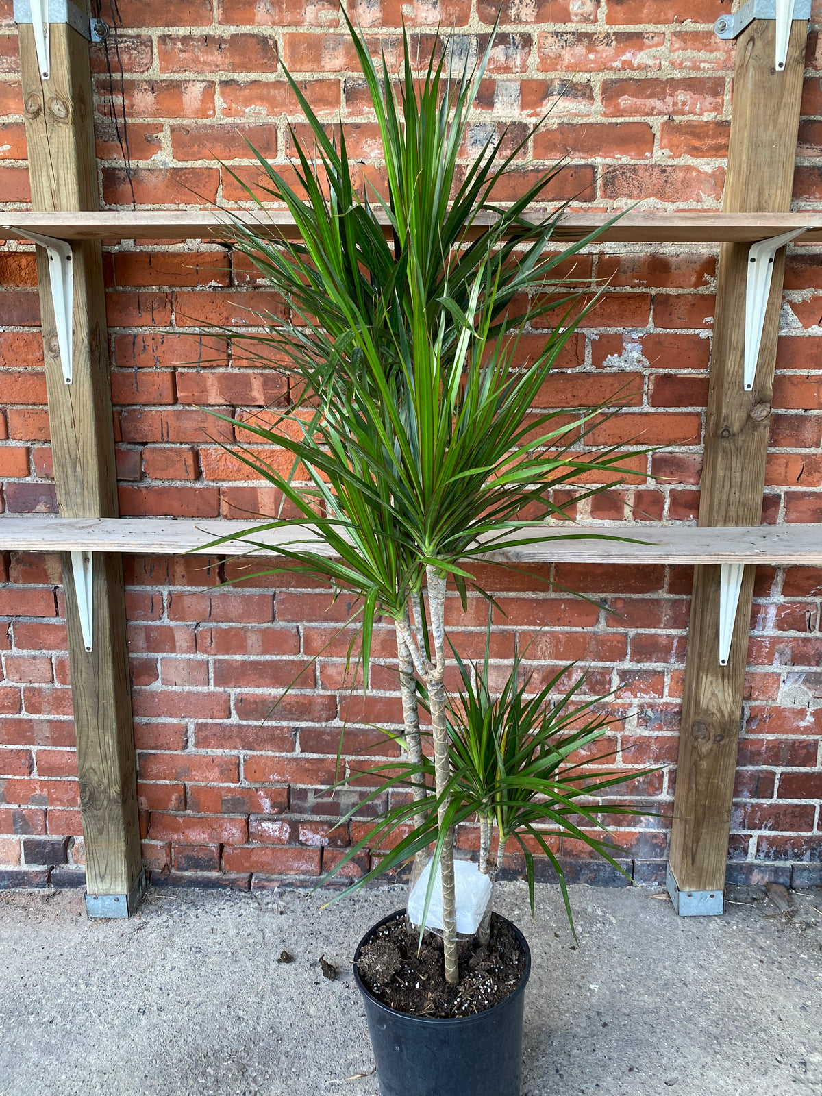 Dracaena marginata 'Green'