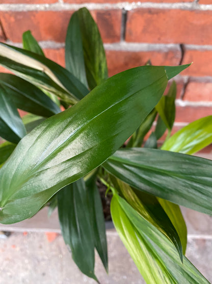 Epipremnum amplissimum 'Variegated' - 6" Pot