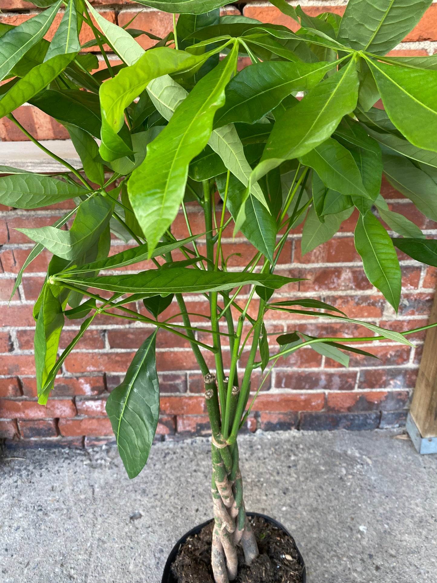Pachira aquatica ‘Money Tree’